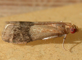 Broad-banded Eulogia